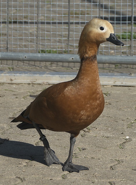安将迎来主