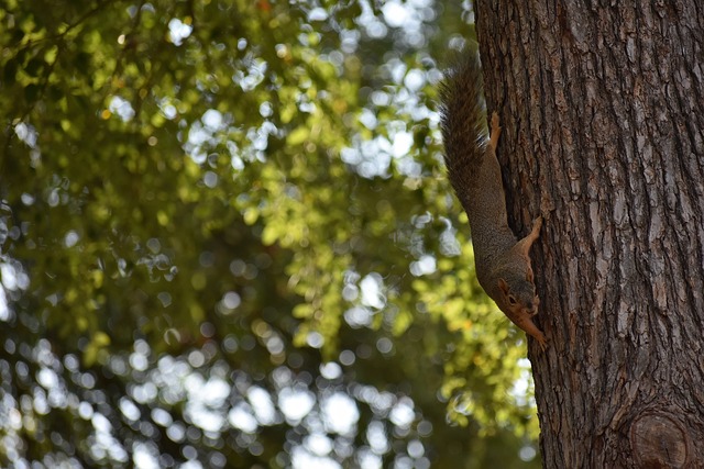 光彩和磅礴 光彩和磅礴
